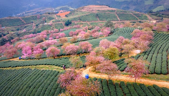 Đồi hoa